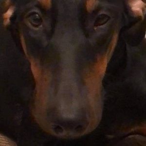 Meet your Posher, Omar